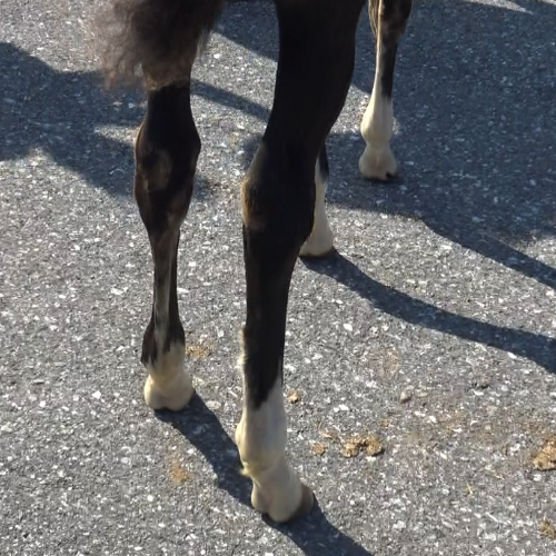 Dressage Prospects for sale in USA - Five Phases Farm - Sabrina