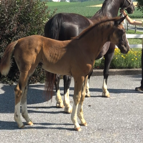 Dressage foal for sale by Gaudi SSF (Totilas ) x Ga-Ronica (Sandokan) Five Phases Farm - Sarietta