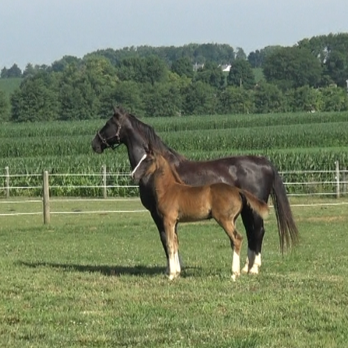 Dressage foals for sale by Gaudi SSF (Totilas ) - Five Phases Farm - Sarietta