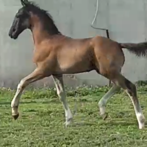 Dressage foals for sale in IN - Five Phases Farm - Sterling