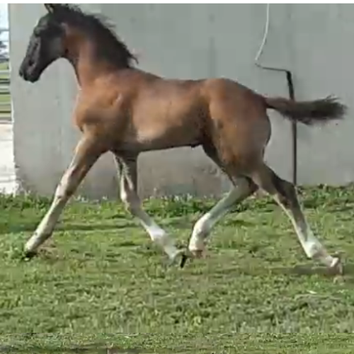 Dressage foals for sale in Indian - Five Phases Farm - Sterling