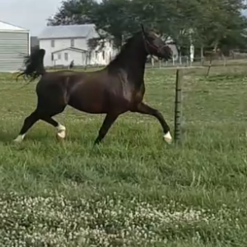 Dressage horses - Five Phases Farm - Olivianna