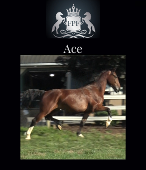 Dressage horses for sale - Five Phases Farm - Ace