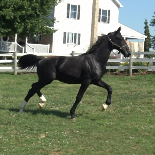 Dressage horses for sale - Five Phases Farm - Rex -