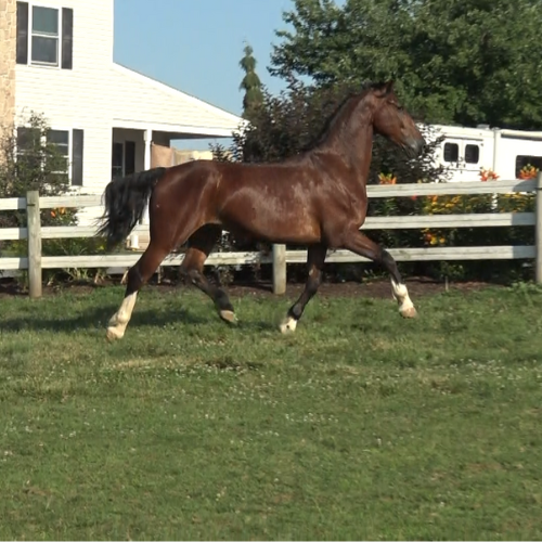 Dressage horses for sale in PA - Five Phases Farm - Ace