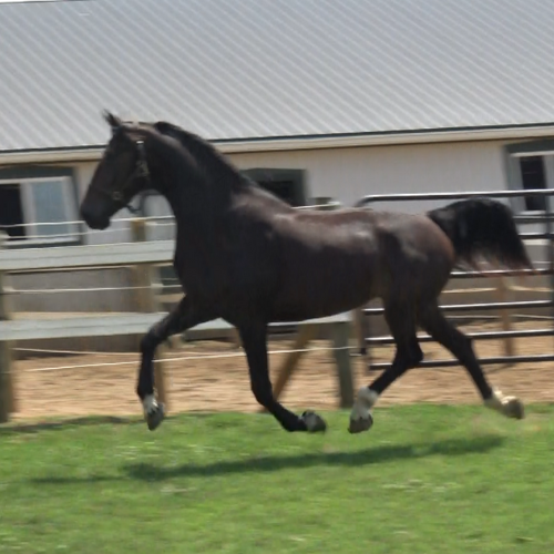 Dressage horses for sale in PA - Five Phases Farm - Paulette