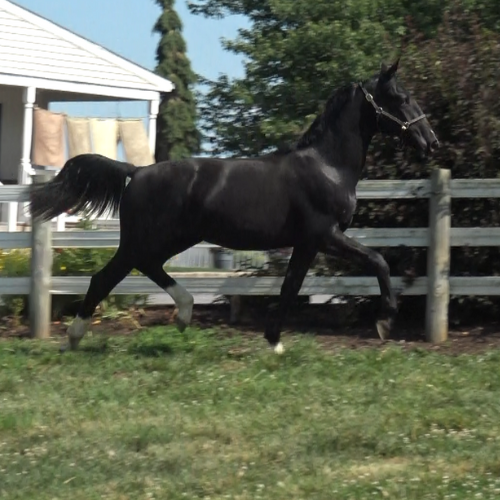 Dressage horses for sale in PA - Five Phases Farm - Rex-