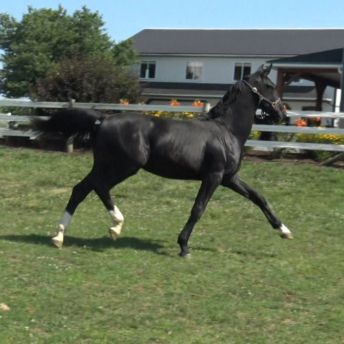 Dressage horses for sale in Pennsylvania - Five Phases Farm - Rex -