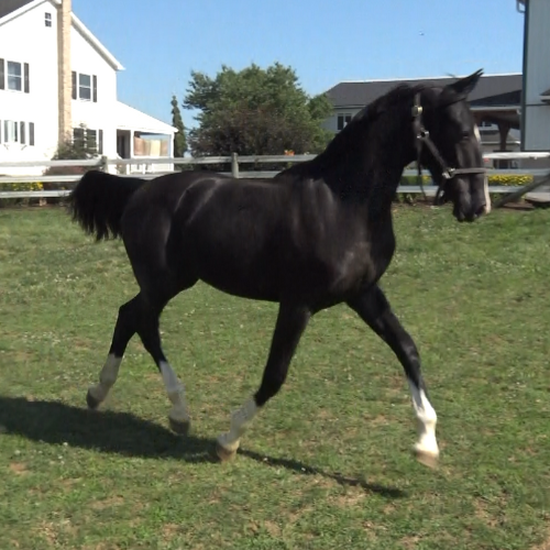 Dressage horsess for sale in PA - Five Phases Farn - Rachelle