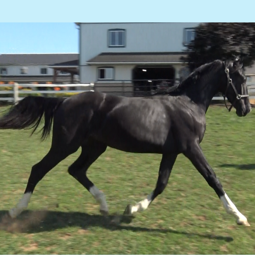 Dressage prospects for sale - Five Phases Farn - Rachelle.