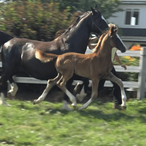 Dressage prospects for sale by Gaudi SSF in Pennsylvania - Five Phases Farm - Sarietta