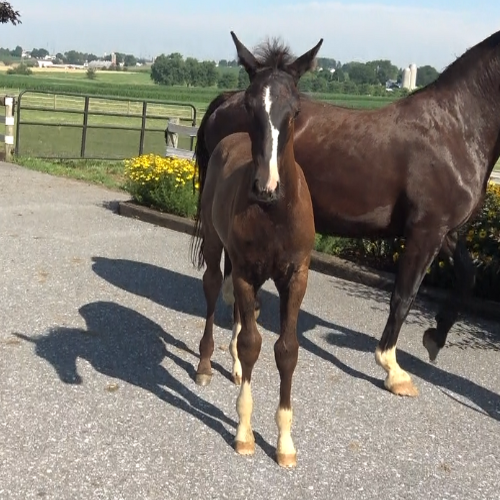 Dressages foal for sale by Gaudi SSF (Totilas ) - Five Phases Farm - Shiann