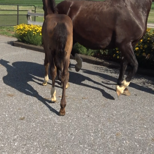 Dressages prospects for sale by Gaudi SSF (Totilas ) - Five Phases Farm - Shiann