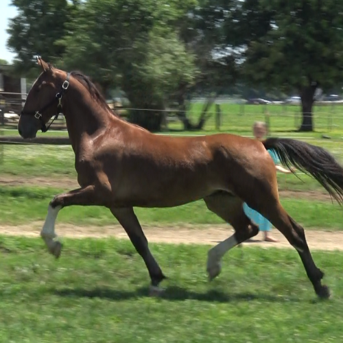 Dutch Harness Colt for sale in PA - Five Phases Farm - Parker