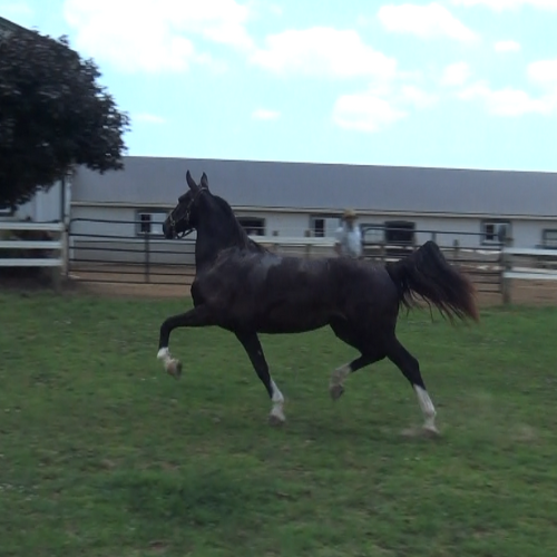 Dutch Harness Dressage Horses For Sale - Five Phases Farm - Orleen -