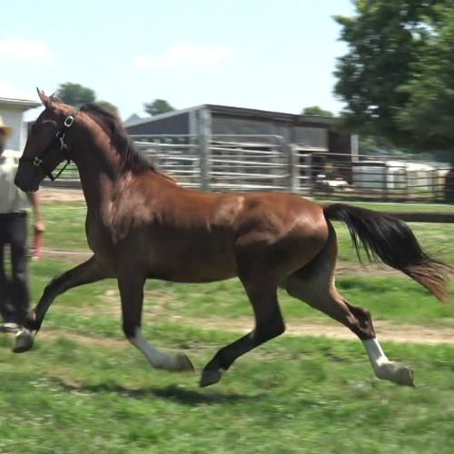 Dutch Harness Horse Breeder - Five Phases Farm - Parker