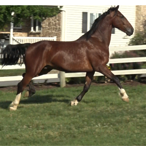 Dutch dressage gelding for sale - Five Phases Farm - Ace