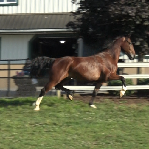 Dutch harness dressage gelding for sale - Five Phases Farm - Ace