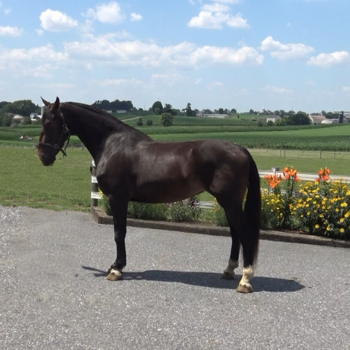 Dutch harness foals for sale in Pennsylvania - Five Phases farm - Paulette