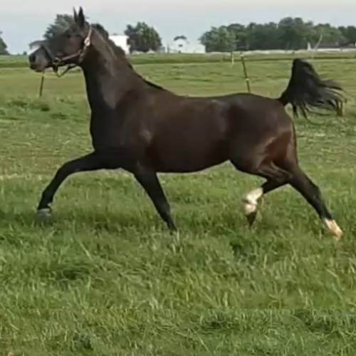 Dutch harness horses - Five Phases Farm - Olivianna