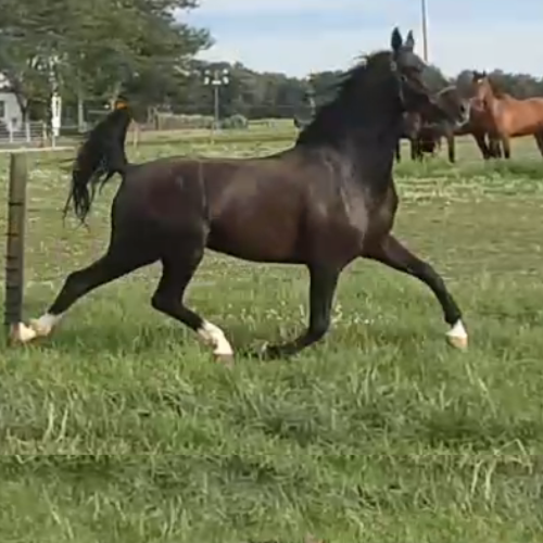 Dutch harness horses For Sale - Five Phases Farm - Olivianna