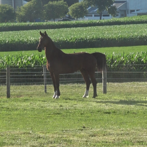 Dutch harness horses for sale - Five Phases Farm - Ace