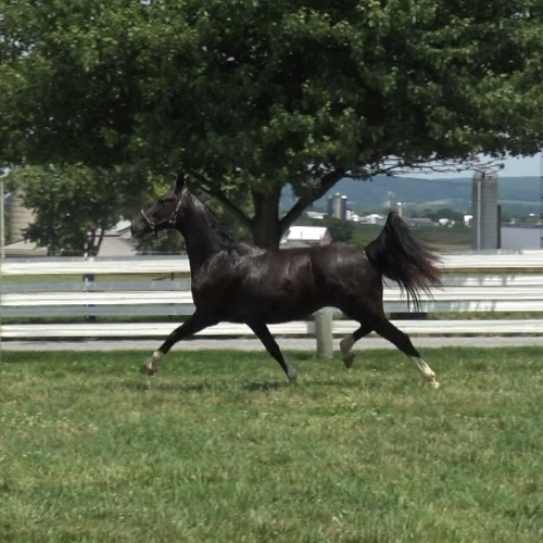 Dutch harness horses for sale in Pennsylvania - Five Phases Farm - Orleen-