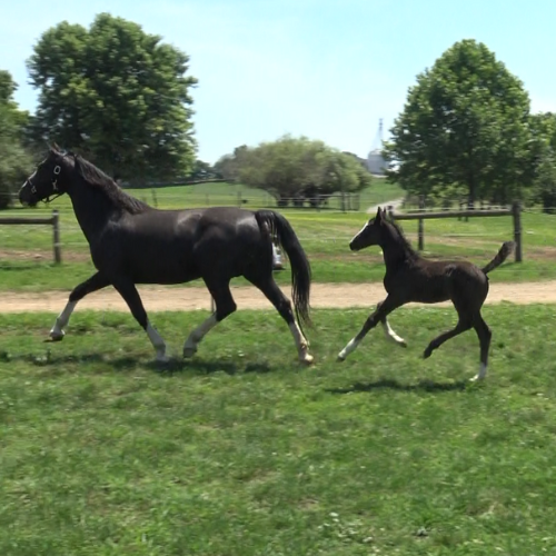 Dutch stallion prospect by Sandokan -Five Phases Farm - Sandor