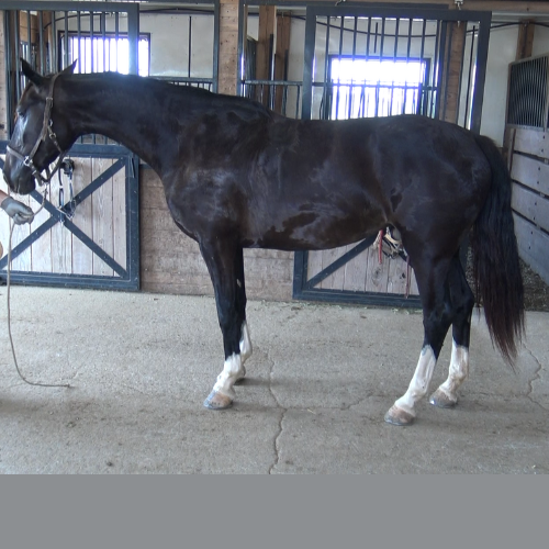 FEI Dressage Prsopects For Sale - Five Phases Farm - Orleen