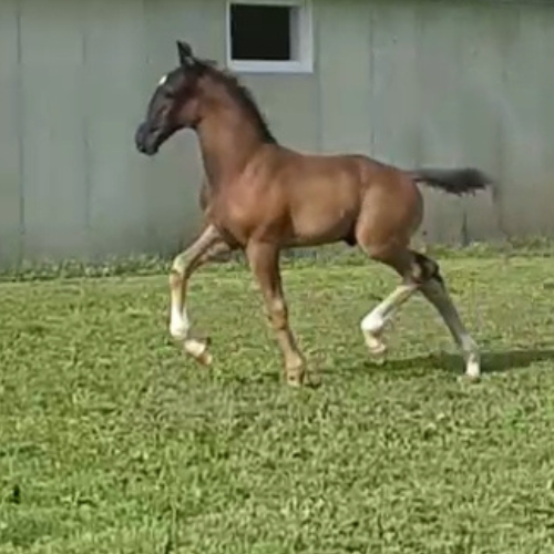 Foals by Gaudi for sale - Five Phases Farm - Sterling