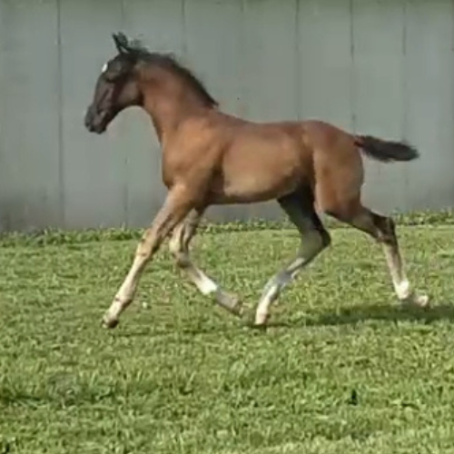 Foals by Gaudi for sale in Indian - Five Phases Farm - Sterling