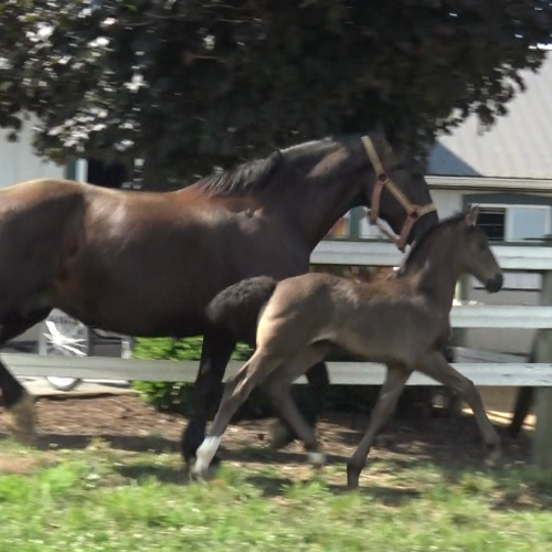 Foals for sale by Sandokan - Five Phases Farm - Brenda