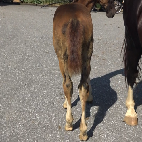 KWPN foal for sale by Gaudi SSF (Totilas ) x Ga-Ronica (Sandokan) Five Phases Farm - Sarietta