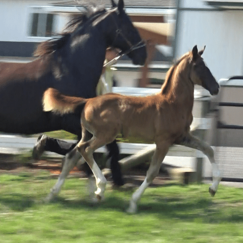 KWPN foals for sale by Gaudi SSF (Totilas ) x Ga-Ronica (Sandokan) Five Phases Farm - Sarietta