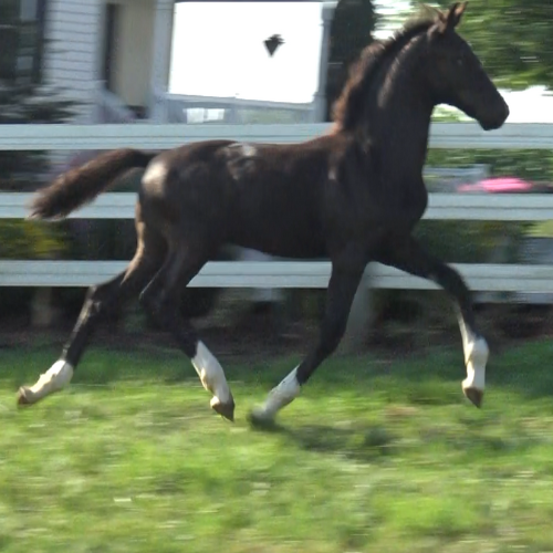 Young Dressage Prospects for sale by Gaudi SSF (Totilas ) – Five Phases Farm – Supreme Young Dressage Prospects for sale by Gaudi SSF (Totilas ) - Five Phases Farm - Supreme