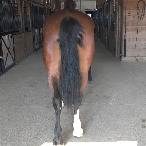 Young Dressage horse for sale - Five Phases Farm - Ace