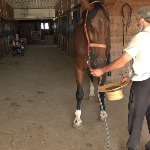 Young Dressage horse for sale in PA - Five Phases Farm - Ace