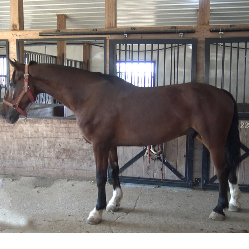 Young Dressage horses for sale in PA - Five Phases Farm - Ace