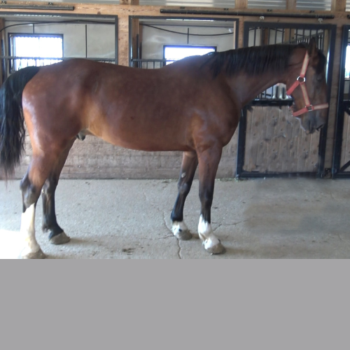 Young Dressage horses for sale in Pennsylvania - Five Phases Farm - Ace