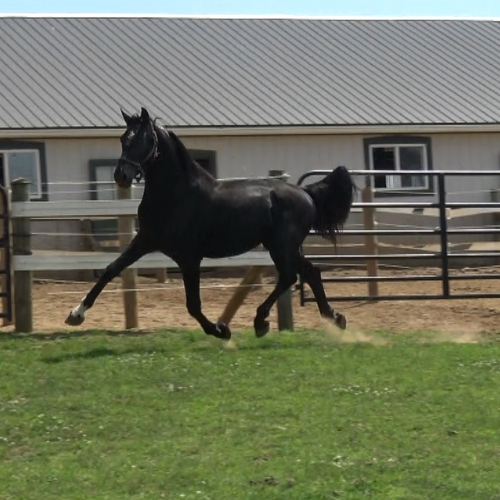 Young dressage prospects for sale - Five Phases Farm - Powerstroke