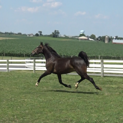 dressage horses for sale in Pennsylvania - Five Phases Farm - Pine Chip