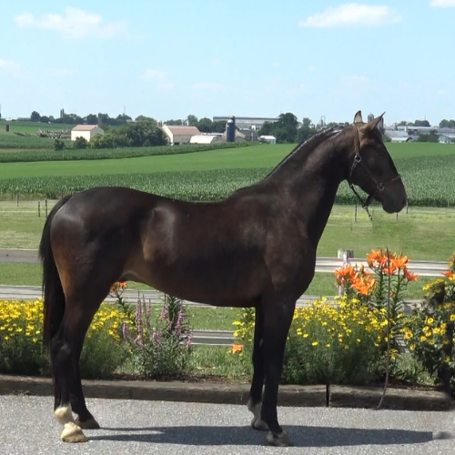 dutch harness horses for sale - Five Phases Farm - Pine Chip