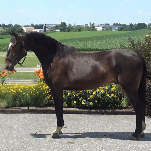 dutch harness horses for sale in PA - Five Phases Farm - Pine Chip