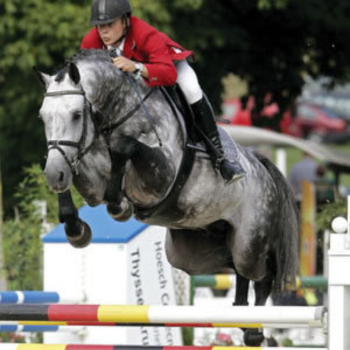 Jumper stallion Contefino