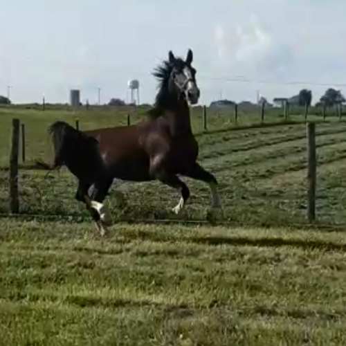 Dressage Broodmares for sale - Five Phases Farm - I'm a Daisy