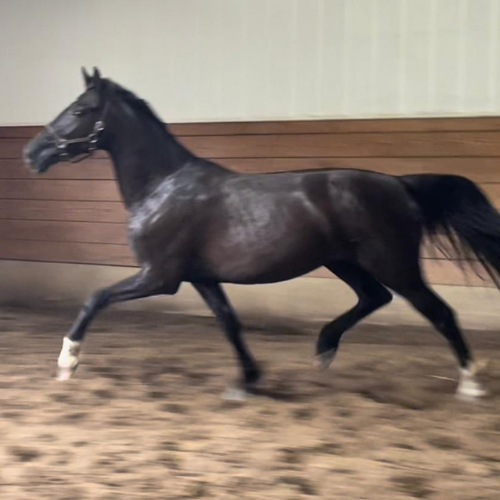 Dressage Prospect for sale in Indiana - Five Phases Farm - Pharah