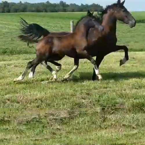 Dressage foals for sale in IN - Five Phases Farm - Sterling -