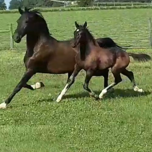 Dressage foals for sale in Indian - Five Phases Farm - Sterling -