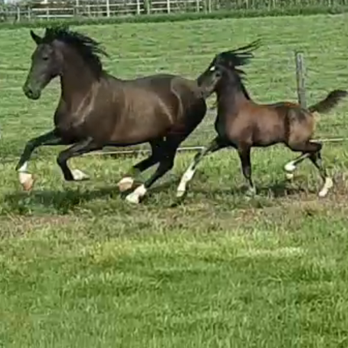 Dressage horses for sale in Indian - Five Phases Farm - Sterling -
