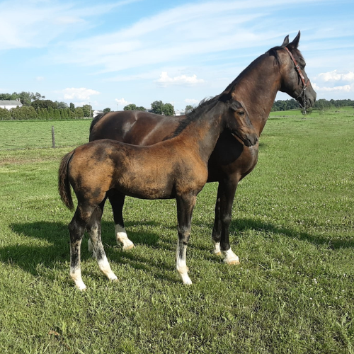 Dutch foals for sale in Indian - Five Phases Farm - Sterling